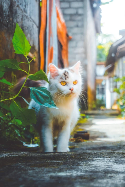 a white cat walking down a narrow alley way, pexels contest winner, sitting on a leaf, staring at you, avatar image, cinematic full shot