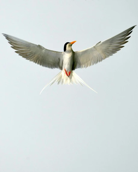 a bird that is flying in the sky, on a pale background, doing a hot majestic pose, award - winning photo ”, multi - coloured