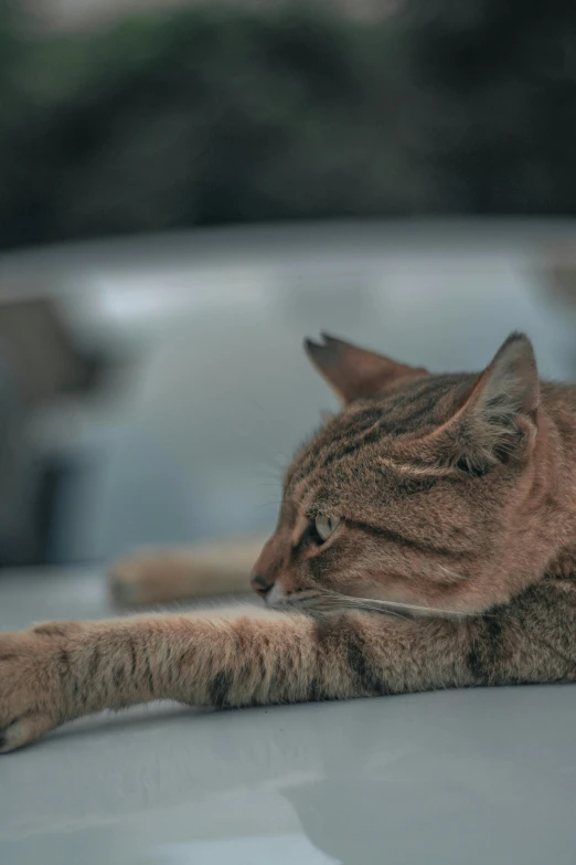 a cat laying on the hood of a car, by Jan Tengnagel, unsplash, paul barson, laying down with wrists together, brown tail, pouty