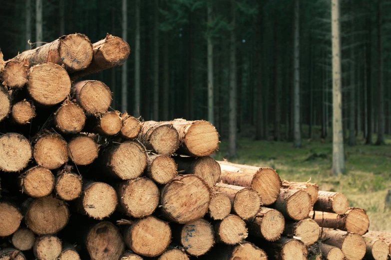 a pile of logs sitting in the middle of a forest, by Jesper Knudsen, profile image, sustainability, high quality product image”, ((trees))