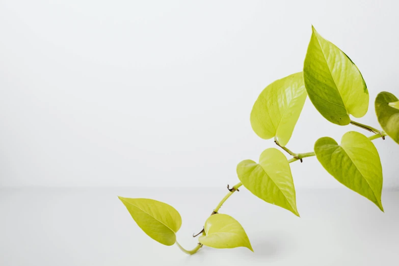 a plant with some green leaves on it