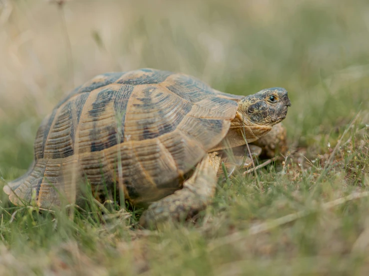 a close up of a tortoise in the grass, pexels contest winner, hurufiyya, walking towards the camera, hunting, new mexico, high polygon