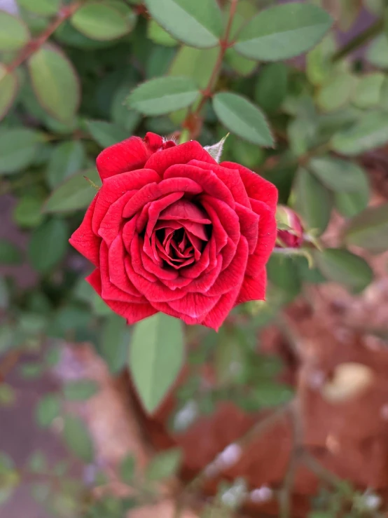 a large red flower with some green leaves on it