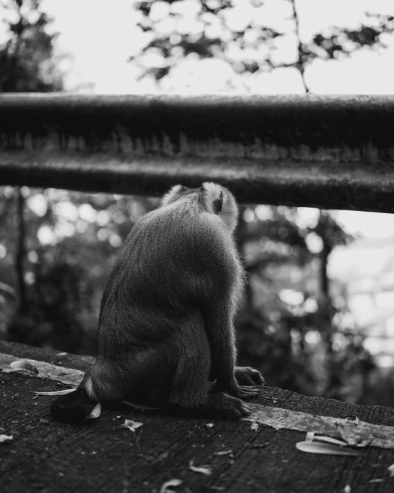 a black and white photo of a monkey sitting on a ledge, heartbroken, on a bridge, low quality photo, shot with sony alpha