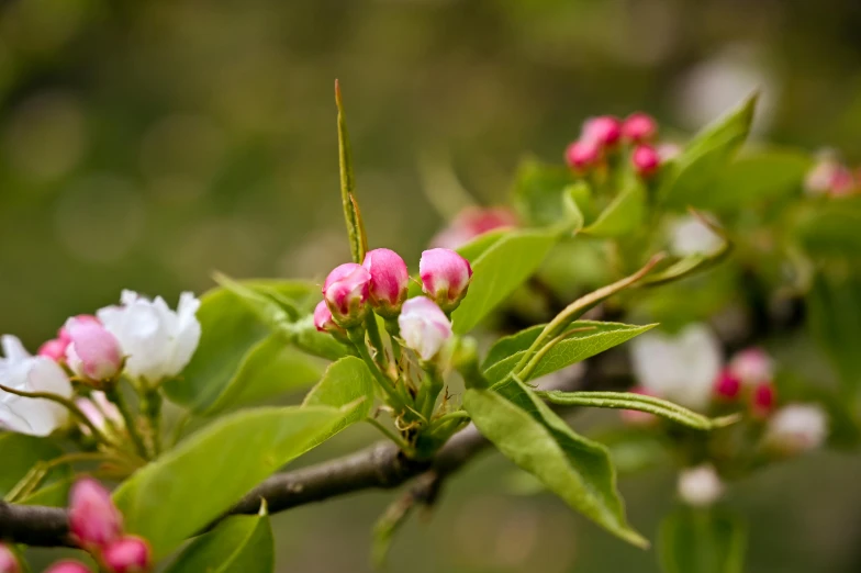 a close up of pink and white flowers on a tree, by Lilia Alvarado, unsplash, renaissance, apples, flower buds, ready to eat