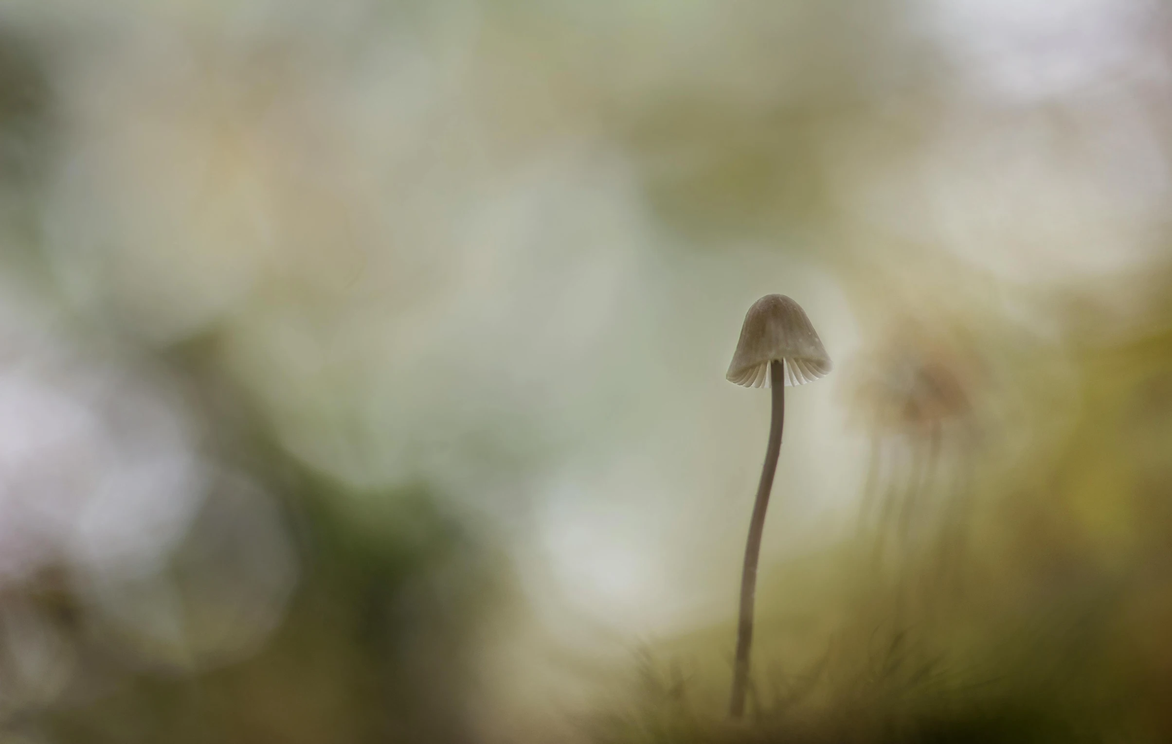 a close up of a plant with a blurry background, a macro photograph, by Eglon van der Neer, unsplash, tonalism, mushroom house, tall and small, tiny spaceship, mushroom cap