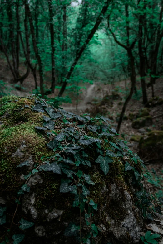 a moss covered rock in the middle of a forest, a picture, inspired by Elsa Bleda, unsplash contest winner, low light cinematic, dark green leaves, color ( sony a 7 r iv, 8 k cinematic