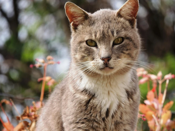 a cat that is sitting in the grass, a portrait, unsplash, australian, old male, front on, grey-eyed