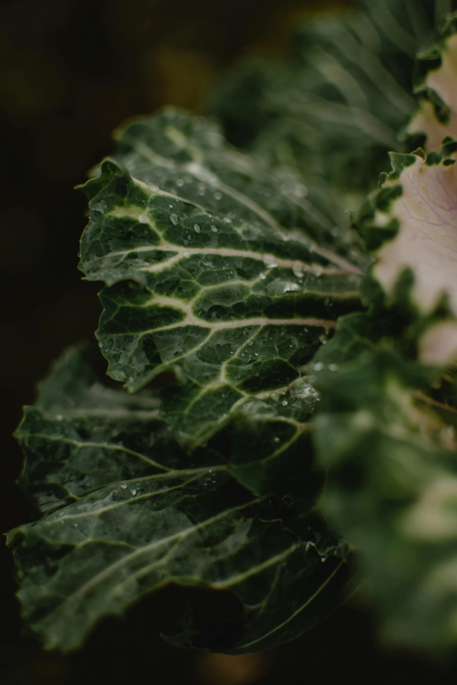 a white flower sitting on top of a green leafy plant, a picture, unsplash, renaissance, grey vegetables, made of glazed, food, big leaves