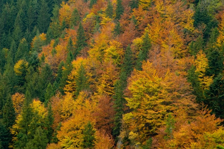 autumn colored trees in a forest with the tops turned golden