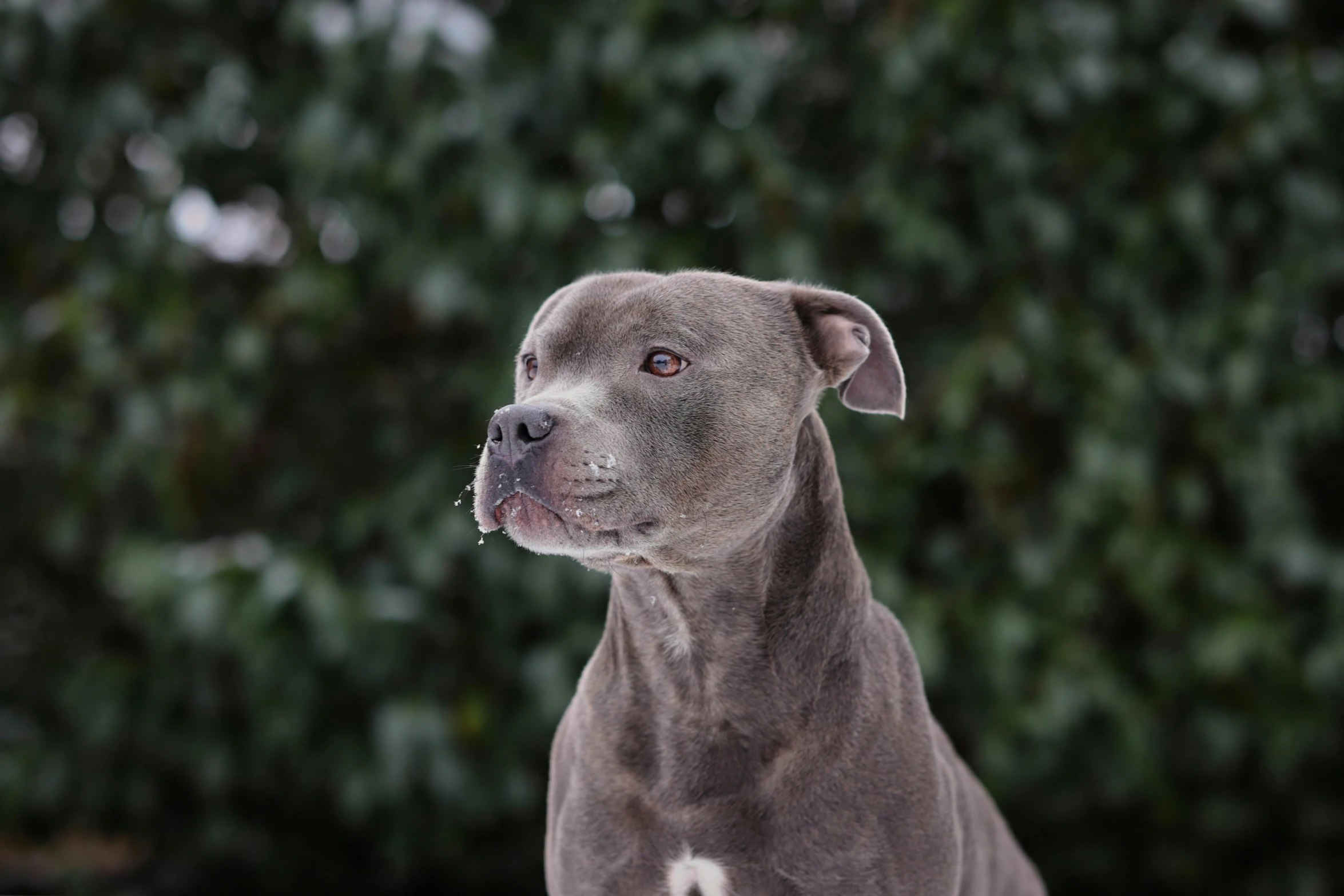 a dog that is sitting in the snow, a portrait, pexels contest winner, renaissance, cyborg - pitbull, grey, mid 2 0's female, portait image