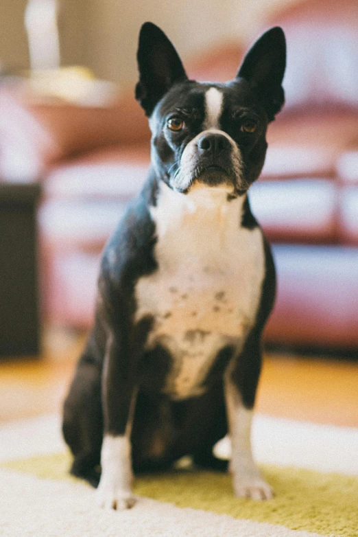 a black and white dog sitting on a rug, boston, confident stance, sharp focus »