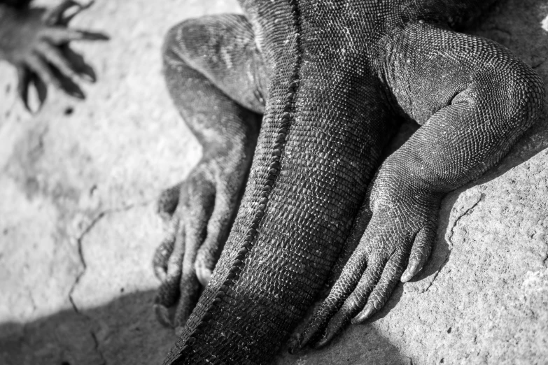 a close up of a lizard on a rock, a black and white photo, inspired by Max Dupain, art photography, feet and hands, iguana, winter sun, monkey limbs