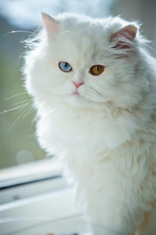 a white cat sitting on top of a window sill, an album cover, trending on unsplash, renaissance, colorful eyes, persian queen, sitting in a fluffy cloud, ice-blue-eyes