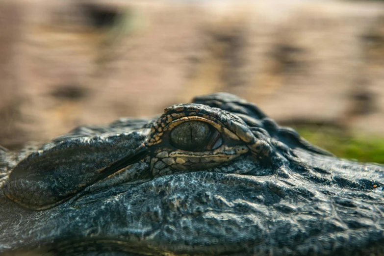 a close up view of an alligator's eye, by Adam Marczyński, pexels contest winner, close up shot a rugged, 🦩🪐🐞👩🏻🦳, australian, black