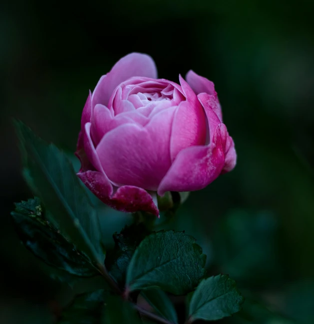 a pink rose is sitting in front of some green leaves