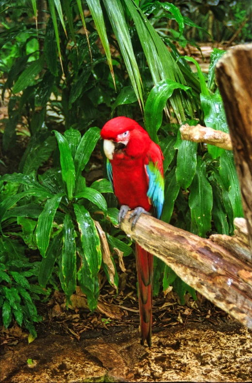 a red parrot sitting on top of a tree branch, lush surroundings, in marijuanas gardens, sitting on a log