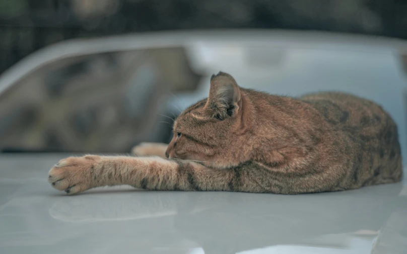 a cat laying on the hood of a car, a picture, unsplash, side profile shot, laying down with wrists together, brown tail, right side profile