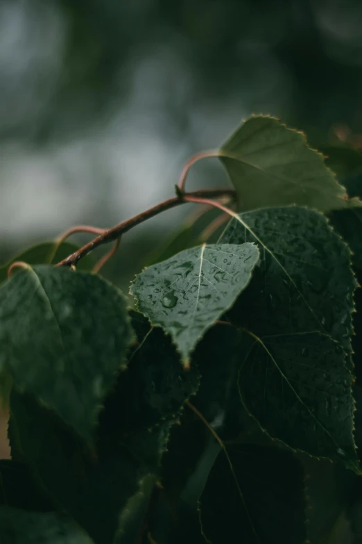 a close up of a leaf with water droplets on it, a picture, unsplash, australian tonalism, betula pendula, cinematic footage, contain, made of leaves