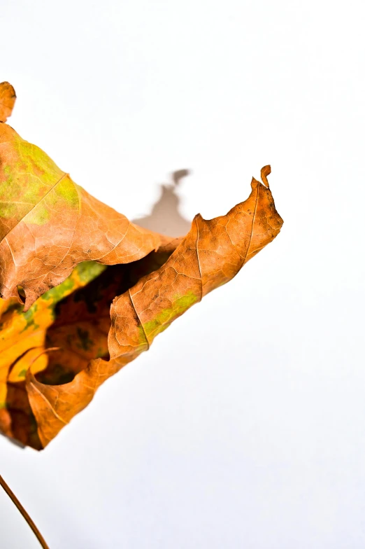 a close up of a leaf on a branch, an album cover, inspired by Alberto Seveso, pexels, photorealism, autum, 'white background'!!!, today\'s featured photograph 4k, folded