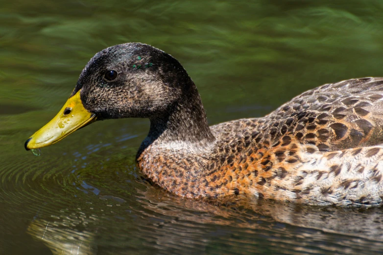 a close up of a duck in a body of water, by Jacob Duck, pexels contest winner, hurufiyya, brockholes, female beauty, high detail 4 k, striking colour