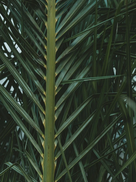 a close up of a palm tree with green leaves, inspired by Elsa Bleda, trending on unsplash, hurufiyya, low quality photo, multiple stories, made of bamboo, studio photo