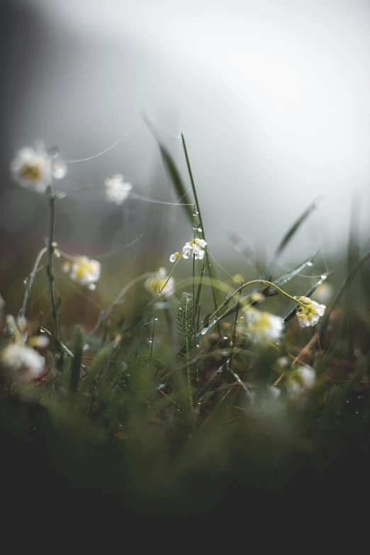 a bunch of flowers that are in the grass, by Jacob Kainen, unsplash contest winner, romanticism, gloomy misty atmosphere, dewdrops, in an open forest, plain background