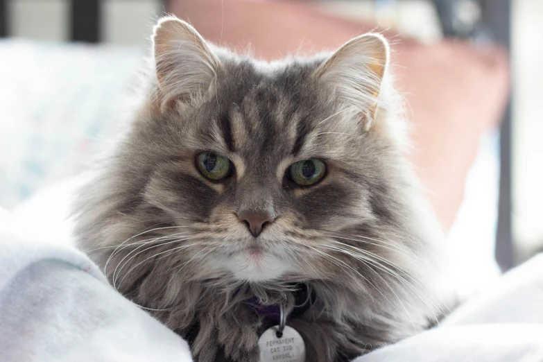 a close up of a cat laying on a bed, a portrait, unsplash, furry art, fluffy ears and a long, grey, looking confident, over-shoulder shot