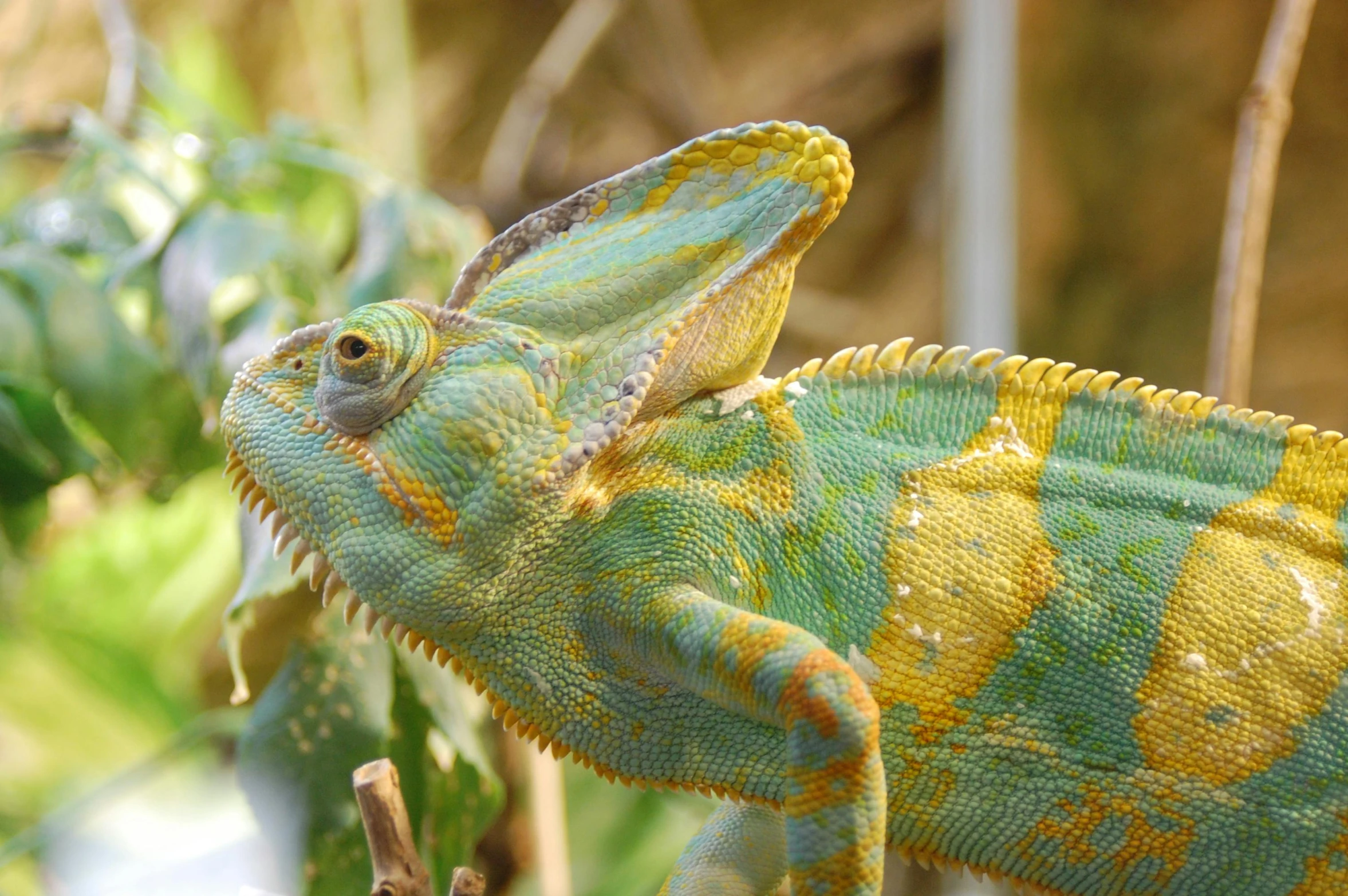 a close up of a chamelon on a branch, pexels contest winner, renaissance, chartreuse and orange and cyan, an afghan male type, madagascar, 🦩🪐🐞👩🏻🦳