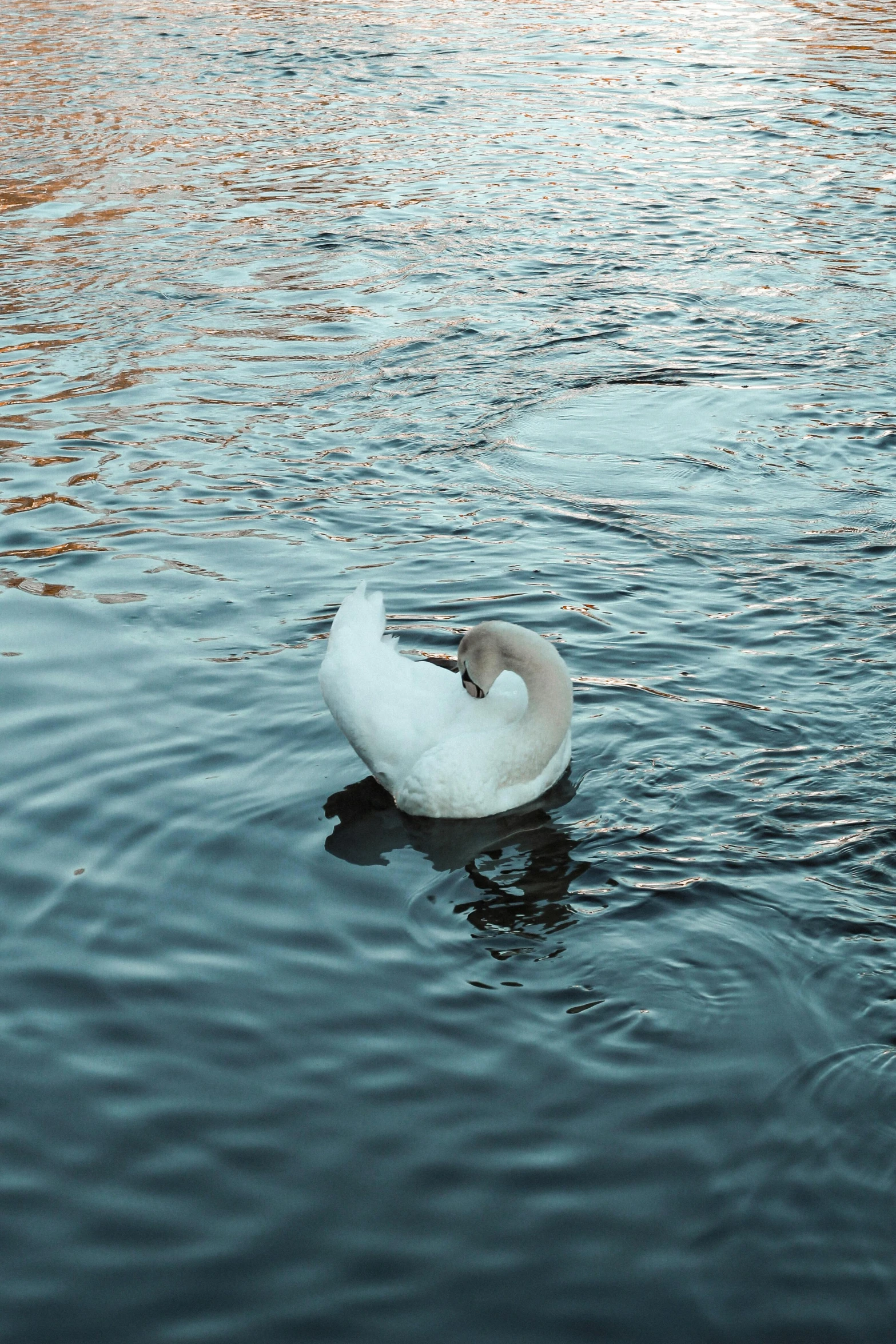 a white swan floating on top of a body of water, inspired by Elsa Bleda, pexels contest winner, renaissance, helsinki, ignant, low quality photo, rounded beak