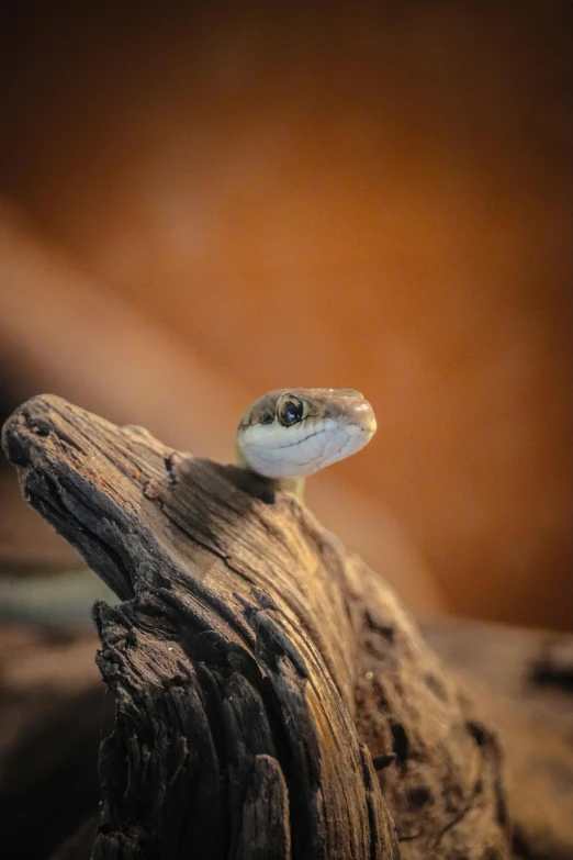 a lizard sitting on top of a piece of wood, a portrait, trending on pexels, australian, ermine, portrait”