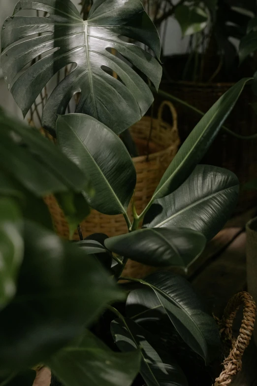 a couple of potted plants sitting next to each other, inspired by Elsa Bleda, trending on pexels, photorealism, big leaves, full frame image, dark green, made of leaves