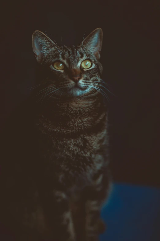 a black cat sitting on top of a blue table, a picture, unsplash, shot at dark with studio lights, portrait of tall, an intricate, portrait of a small