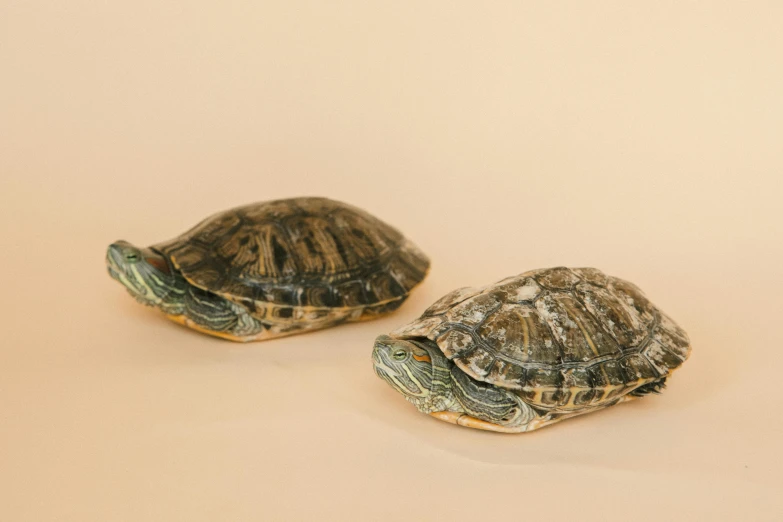 two turtles sitting next to each other on a white surface, by Emma Andijewska, fan favorite, close-up product photo, in front of an orange background, detailed product photo