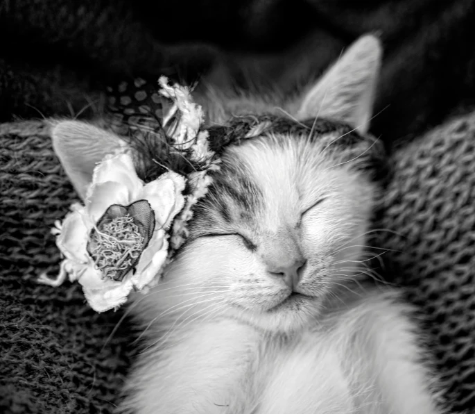 a black and white photo of a cat with a flower on its head, by Marie Bashkirtseff, shutterstock contest winner, sleeping princess!!!!, cuddling her gremlings, beautiful and smiling, made of feathers