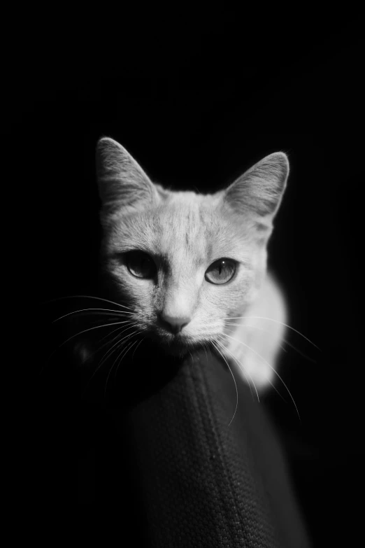a white cat sitting on top of a black chair, a black and white photo, by Catrin G Grosse, unsplash, serious face, icon black and white, scratching head, taken in the late 2010s