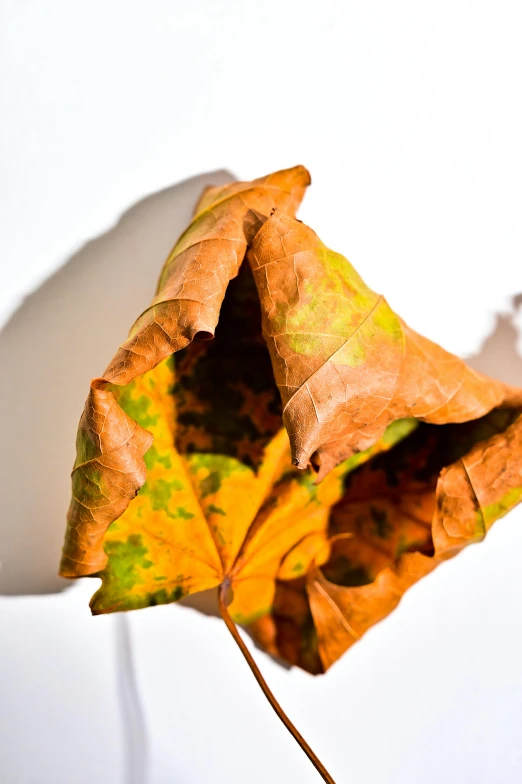 a close up of a leaf in a vase, inspired by Joseph Beuys, withering autumnal forest, folded, sun shining, ignant