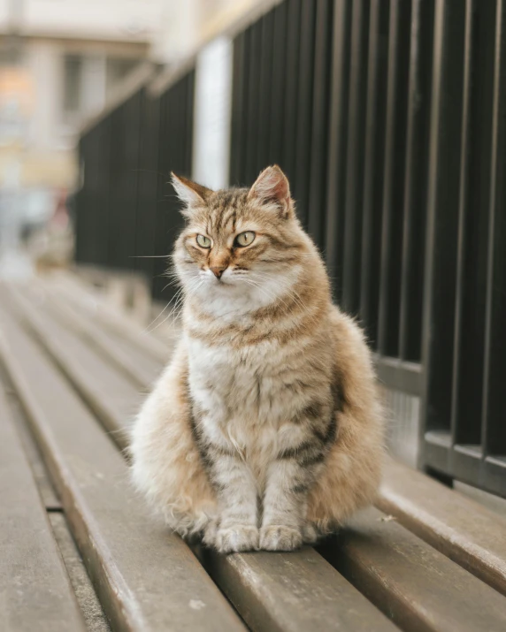 a cat sitting on top of a wooden bench