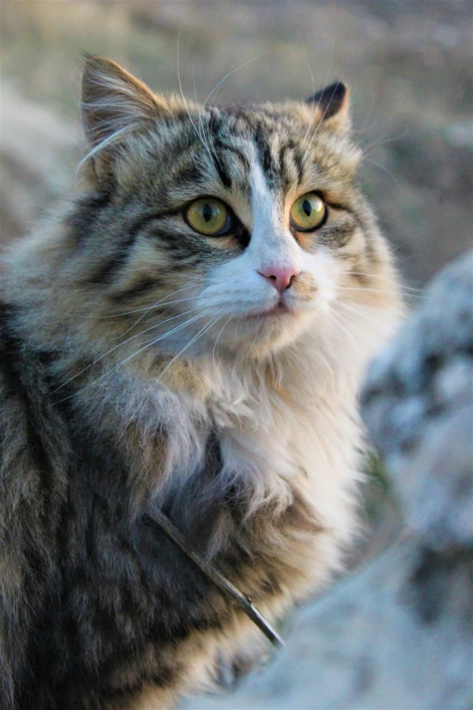 a close up of a cat near a rock, facing the camera, fluffy mane, looking regal and classic, looking content