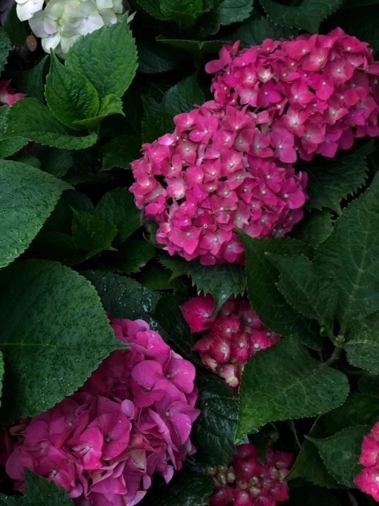 pink and white hydrangeas growing in the rain