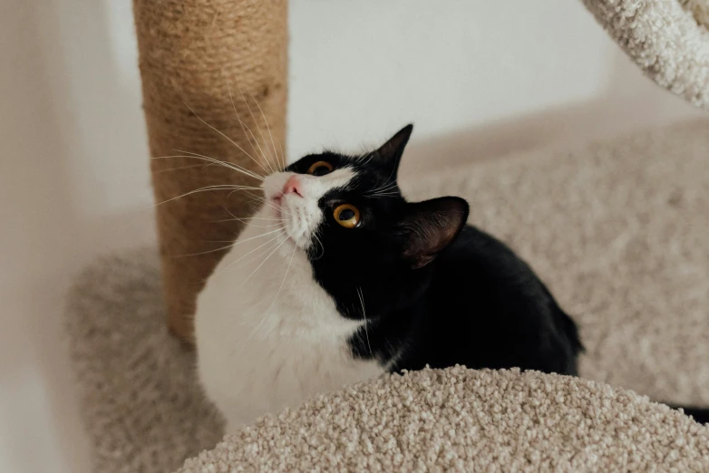 a black and white cat sitting on top of a cat tree, unsplash, looking up, scratching post, small upturned nose, instagram post