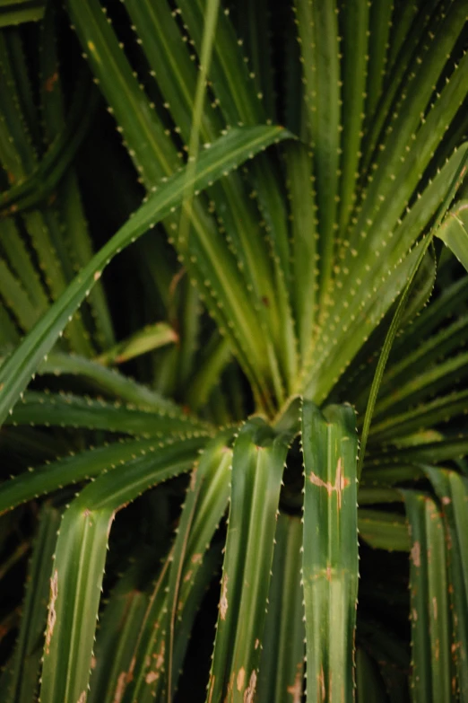 a close up of a plant with lots of green leaves, hurufiyya, huge spines, dimly lit, hexagonal shaped, award - winning