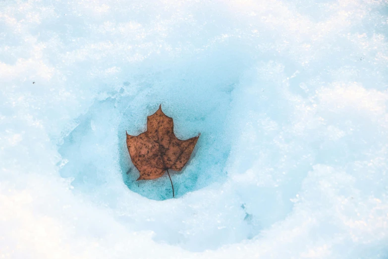 a leaf sticking out of a hole in the snow, by Alison Geissler, pexels contest winner, land art, brown, blue, thumbnail, arctic