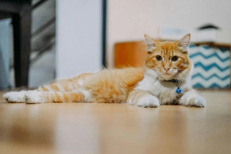 an orange and white cat laying on the floor, pexels contest winner, sitting on top a table, perfectly detailed, sfw, very handsome
