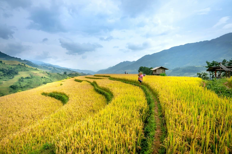 a person walking through a rice field with mountains in the background, by Dan Content, pexels contest winner, golden colors, ja mong, slide show, panoramic view of girl