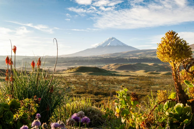 a very nice landscape with some plants and a mountain in the background