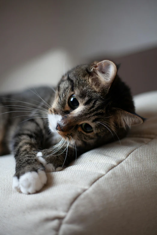 a close up of a cat laying on a couch, unsplash, scientific photo, closeup of an adorable, looking left, ilustration