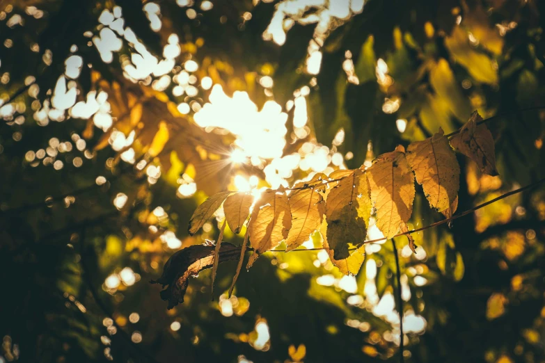 the sun shines through the leaves of a tree, inspired by Elsa Bleda, unsplash, visual art, gold light, instagram picture, instagram post, paul barson