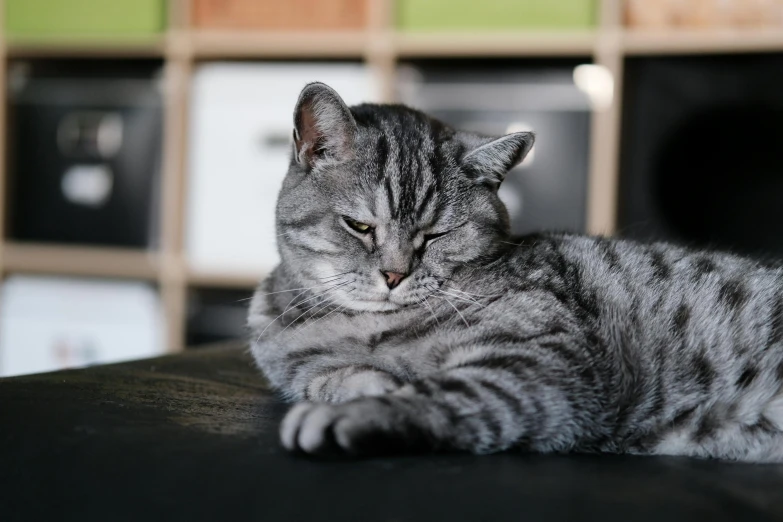 a cat that is laying down on a table, flat grey, well-appointed space, scowl, taken in the early 2020s