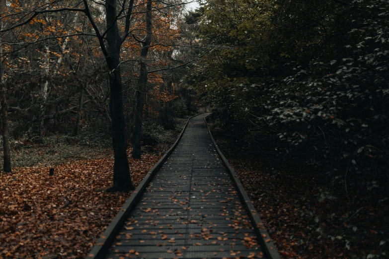 an empty train track in the middle of autumn